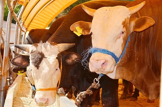 Kurban Bayramı Ne Zaman Başlayacak? Kurbanlık Fiyatları Yükseldi Mi?