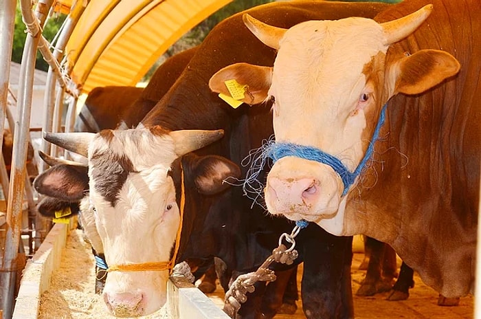 Kurban Bayramı Ne Zaman Başlayacak? Kurbanlık Fiyatları Yükseldi Mi?