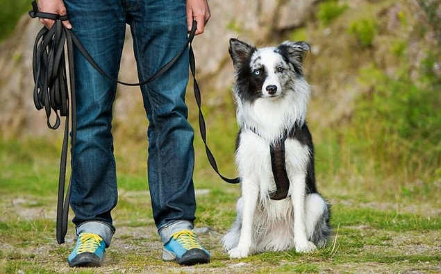 5. Peki, sen nasıl bir köpek sahibi olursun?