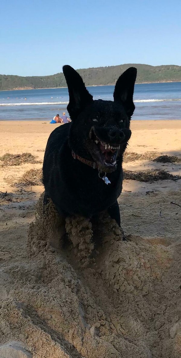 12. Он действительно любит копать