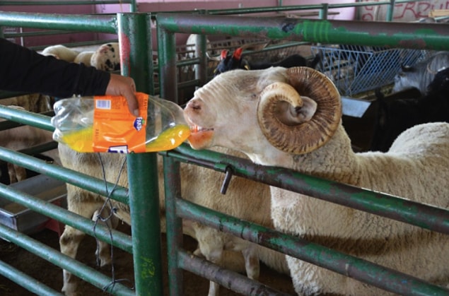 Spil dağında yetişen ve Kurban Bayramı’nda satılacak olan koç her gün 2.5 litre ‘sarı kola’ tüketiyor.