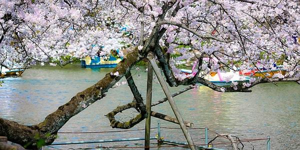 11. Japonlar yaşlı ağaçlara saygı duyar ve kelimenin tam anlamıyla onları desteklerler.