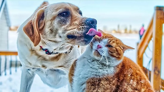 Ankara Büyükşehir Belediyesi'nden Yaralı Sokak Hayvanları İçin Yeni Uygulama: 'E-Pati'