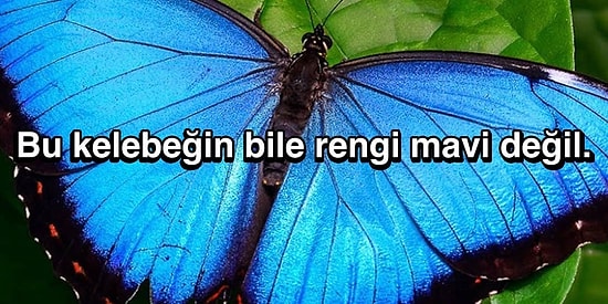 Daha Önce Düşünmeseniz de Bir Kere Duyunca Aklınızı Alacak Soru: Doğada Neden Çok Az Mavi Renk Var?