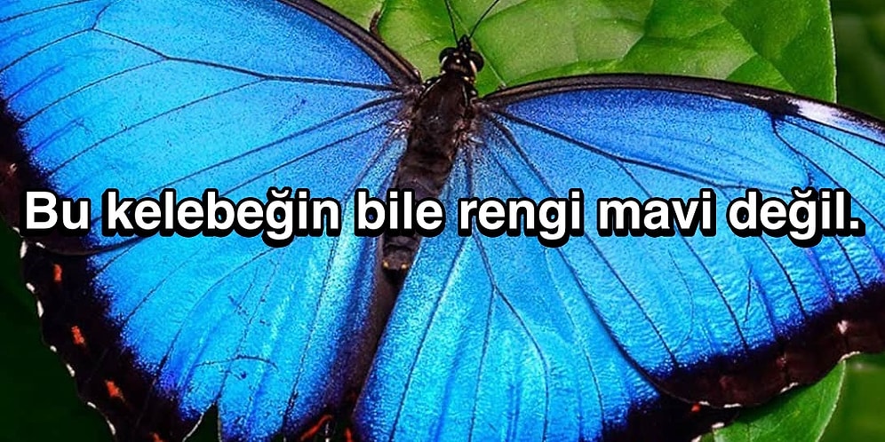 Daha Önce Düşünmeseniz de Bir Kere Duyunca Aklınızı Alacak Soru: Doğada Neden Çok Az Mavi Renk Var?