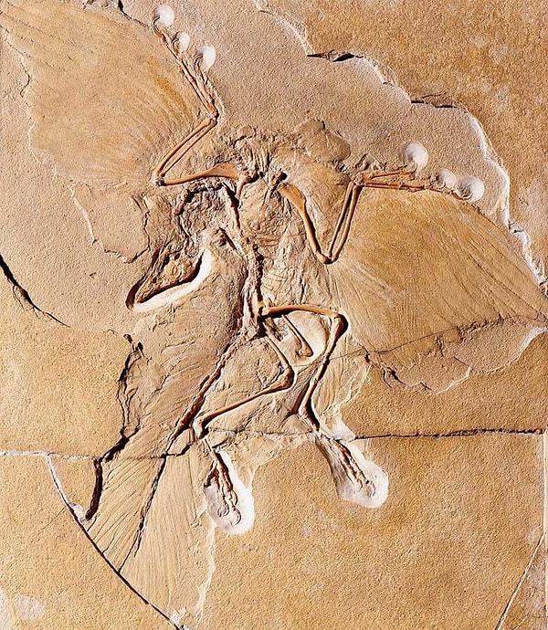 4. Bilinen "en eski kuş" türü olan Archaeopteryx'e ait fosilin nerede olduğu meçhul. Bu fosil inanılmaz değerliydi çünkü o dönem bu fosilden dünyada sadece 3 tane vardı.