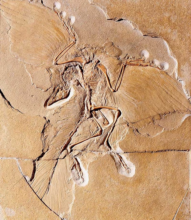 4. Bilinen "en eski kuş" türü olan Archaeopteryx'e ait fosilin nerede olduğu meçhul. Bu fosil inanılmaz değerliydi çünkü o dönem bu fosilden dünyada sadece 3 tane vardı.