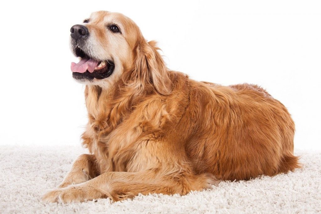 Sahiplenmen Gereken Köpek Cinsini Söylüyoruz!