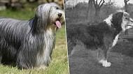 Karşılaştırmalı Fotoğraflarla 100 Yılda Uğradıkları Değişimi Göreceğiniz 12 Köpek Cinsi
