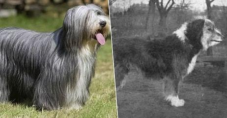 Karşılaştırmalı Fotoğraflarla 100 Yılda Uğradıkları Değişimi Göreceğiniz 12 Köpek Cinsi