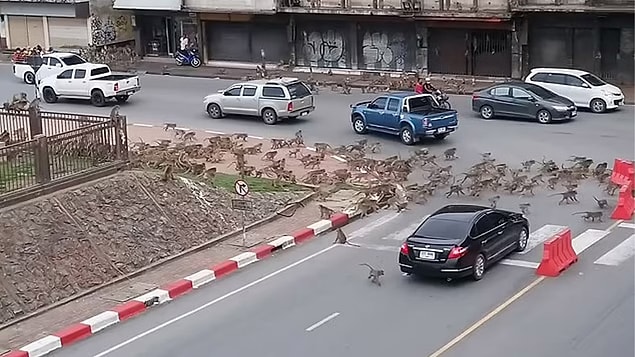 Görevliler de yetersiz kalınca maymunlar sokaklara dökülmeye başladılar...