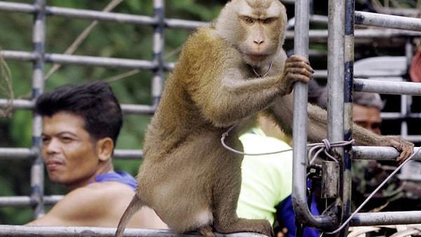 Tayland'da maymunlar pandemi öncesinde gelen turistler tarafından besleniyorlardı. Fakat pandemiden sonraya ülkeye turist gelmediği için maymunlar da aç kalmaya başladılar.