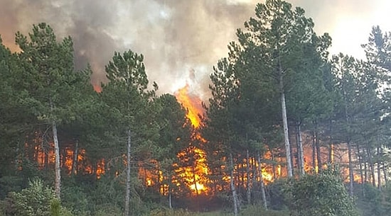Son Dakika: Marmaris'te de Orman Yangını Başladı! Müdahaleler Sürüyor...
