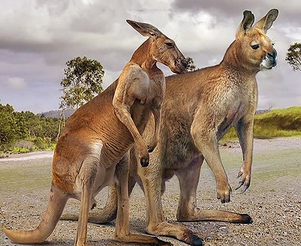 7. Большой рыжий кенгуру и прокоптодон