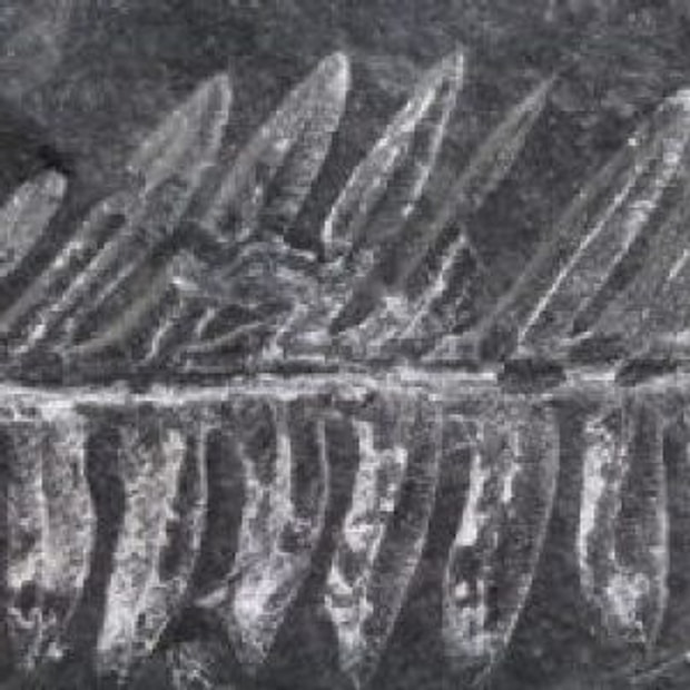 Botanik