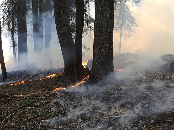 Türkiye'nin de her yıl yaşadığı gibi yangınlar Akdeniz'de sürekli karşılaşılan bir risk. Ormanlar da bu sebeple kendilerini yenileme konusunda benzersiz.