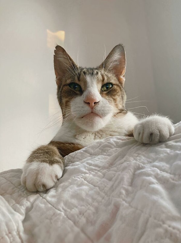 11. Я переехала в другую страну, и в случае с карантином, мне было очень одиноко. Так я решила приютить этот котика