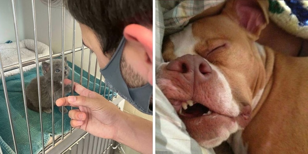 15 самых милых и трогательных фото с животными, которых спасли в этом месяце и приютили в их новый дом (Подборка за Июль)