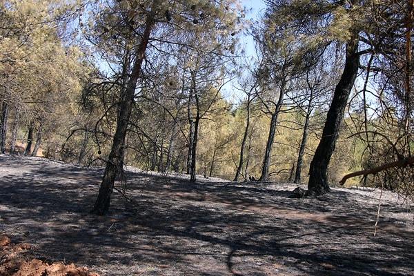 17:55 Uşak'ın Sivaslı ilçesinde ormanlık alanda çıkan yangın kontrol altına alındı.