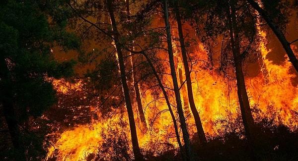 06:25 Orman Genel Müdürü: 144 orman yangınının 134'ü kontrol altına alındı