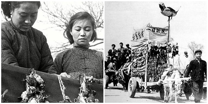 Dünya Tarihinden Çok İlginç Bir Hikaye: "Çin'i Felakete Sürükleyen Serçeler"