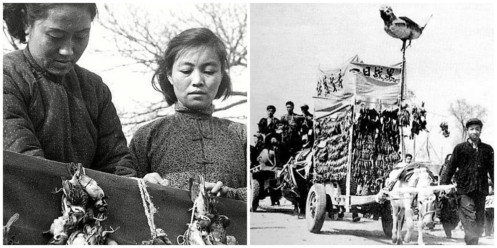 Dünya Tarihinden Çok İlginç Bir Hikaye: "Çin'i Felakete Sürükleyen Serçeler"