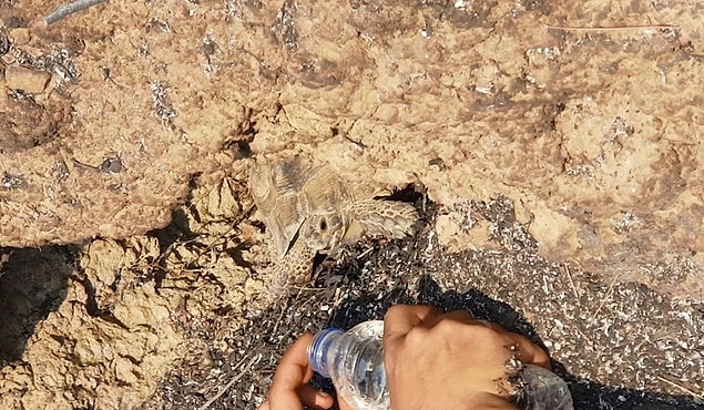 Manavgat'ta alevler arasında kalan kaplumbağa, ağaç kovuğuna girerek, yara almadan kurtuldu.