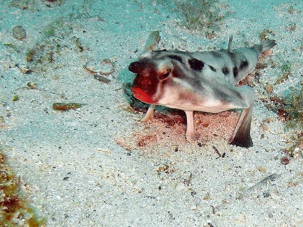 5. Kırmızı dudaklı yarasa balığı