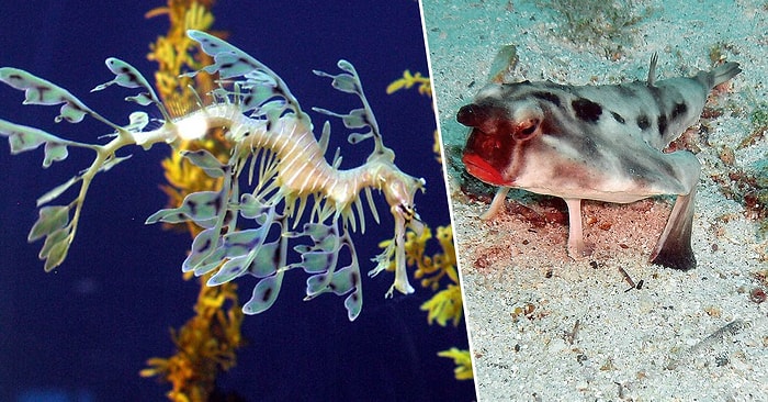 Kıpkırmızı Dudaktan İnsansı Dişlere: Derin Sularda Yaşayan Bu Acayip Hayvanlar Sizi Çok Şaşırtacak