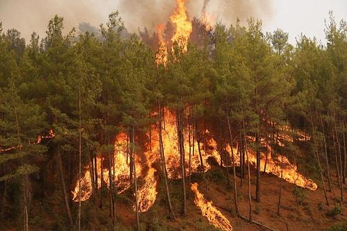 Manavgat Yangınının Bilançosu: 7 İnsan, Yüzlerce Hayvan, 60 Bin Hektar ve En Az 1 Milyar TL'lik Maddi Kayıp