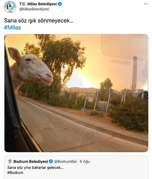 Pandemide Yabani Hayvana Dönenden A101'de Kasiyerlik Yapan Öğretmene Twitter'da Günün Viral Olan Paylaşımları