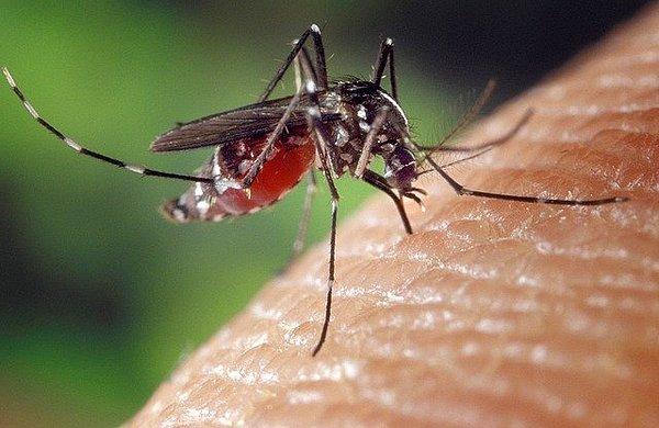 Öncelikle yaz aylarını bize zehir eden sivrisinekleri kısaca bir tanıtalım: