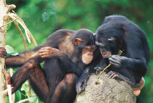 17. şempanzelerce kullanılmış yemiş kıracağı (fildişi sahilleri)