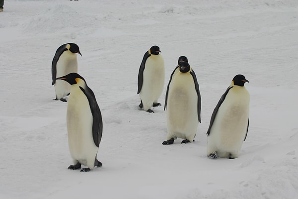 Penguenler, dünyalarını yeniden şekillendirecek olan iklim değişikliği karşısında hayatta kalabilecek şekilde evrim geçirmedi.