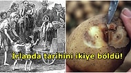 Osmanlı da Yardım Göndermişti: 1 Milyon İnsanın Hayatını Kaybettiği 1845 İrlanda Patates Kıtlığı