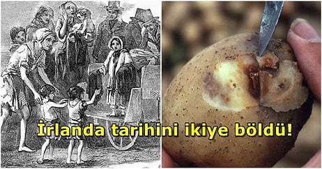Osmanlı da Yardım Göndermişti: 1 Milyon İnsanın Hayatını Kaybettiği 1845 İrlanda Patates Kıtlığı