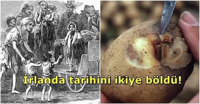 Osmanlı da Yardım Göndermişti: 1 Milyon İnsanın Hayatını Kaybettiği 1845 İrlanda Patates Kıtlığı