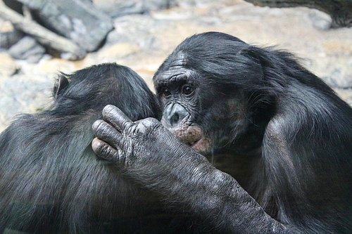 Bonobo ve Şempanzelerin Birbirlerine Selam Verip Veda Ettiği Ortaya Çıktı