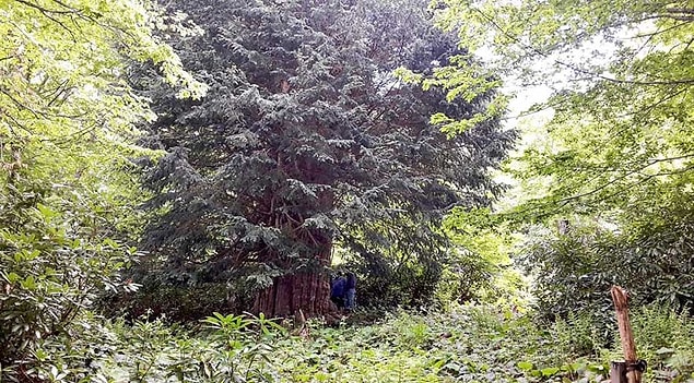 2. Porsuk ağacı
