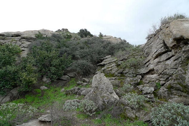 7. Jurupa meşesi
