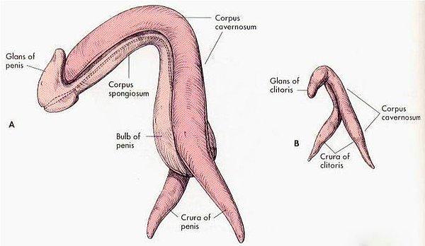 1. Penisin görünen kısmı kadar içeride de devamı vardır ve bir bütün olarak boomeranga benzer.