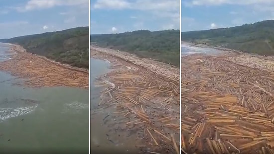 Sinop'taki Sel Felaketinde Yıkımın Büyümesine Neden Olan Tomruklar Sahile Vurdu