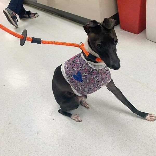 Перелом причинял ему много боли, поэтому лапу пришлось ампутировать