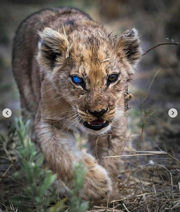 1. "Bir gözü kör olan minik ama güçlü aslan yavrusu Botsvana ovalarında yürürken..."
