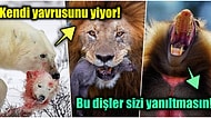 Doğanın Korkutucu Yüzünü İliklerinize Kadar Hissetmenize Sebep Olacak Birbirinden Ürkütücü 15 Yeni Fotoğraf