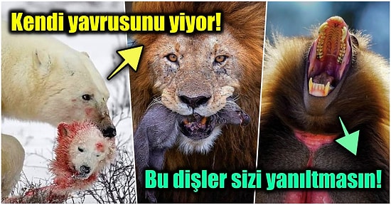 Doğanın Korkutucu Yüzünü İliklerinize Kadar Hissetmenize Sebep Olacak Birbirinden Ürkütücü 15 Yeni Fotoğraf