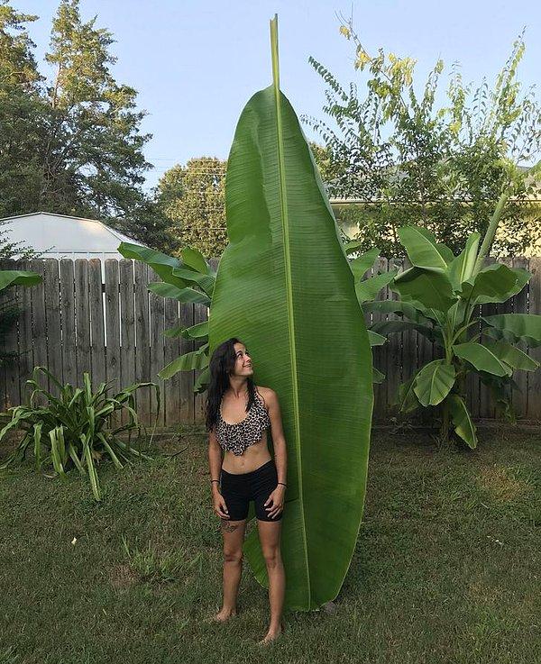 1. "Devasa bir yaprak buldum ve büyüklüğünü göstermek için eşimi bir ölçek olarak kullandım."