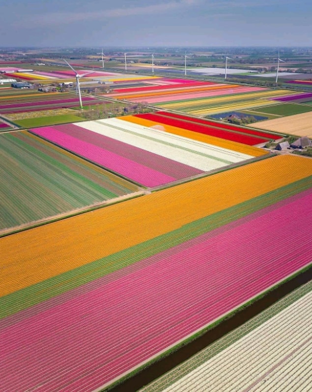 9. Hollanda'da bulunan bir lale tarlası.