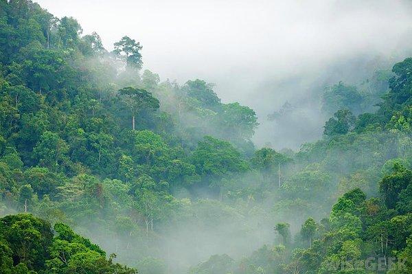 Eğer yağmur ormanlarını merak ediyorsanız, Kahuzi-Biega Ulusal Parkı'nı ziyaret edin.