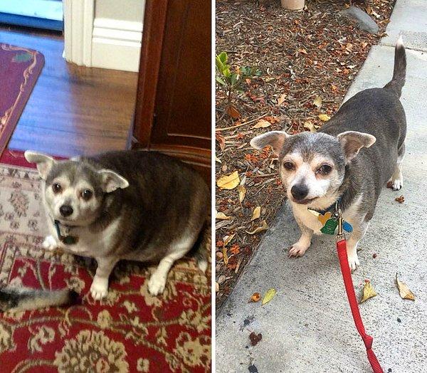 26. "90 yaşındaki komşum köpeğini yıllardır gezdiremiyor, bu yüzden ben gönüllü oldum. Buddy ile verdiği kilolar için çok gururluyum."